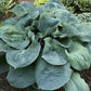 Clear Folk River Valley Hosta Plants online shopping