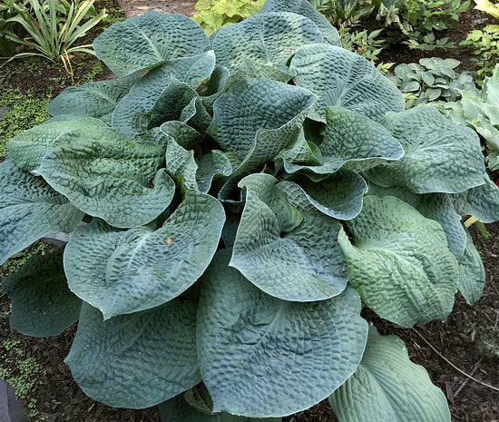 Clear Folk River Valley Hosta Plants online shopping
