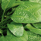 Puddles And Bumps Hosta Plants online shopping