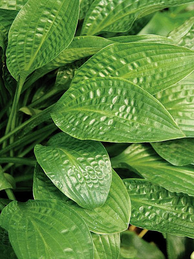 Puddles And Bumps Hosta Plants online shopping