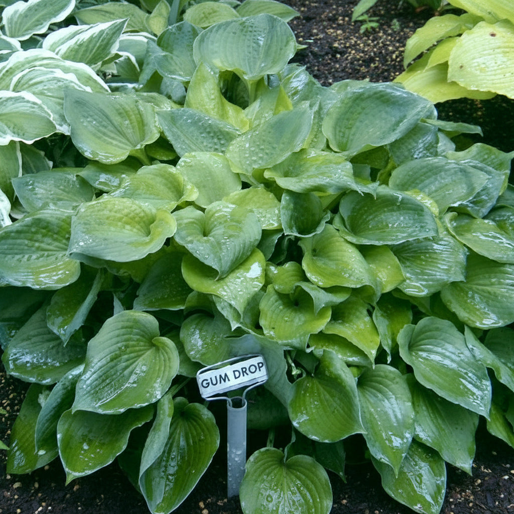 Gum Drop Hosta Plants online shopping