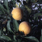 C-32 Citrange Trifoliate Hybrid Budwood citrus plant material online shopping