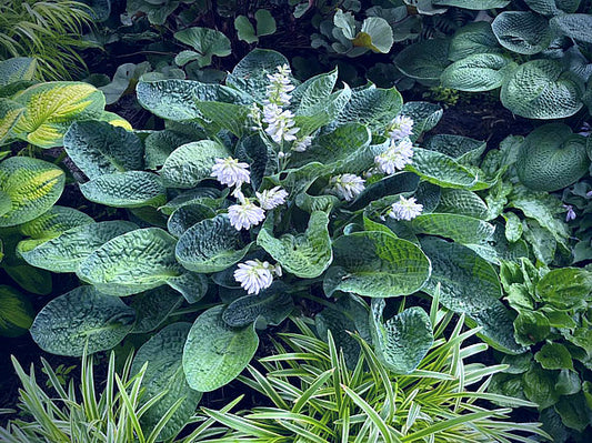 Deep Blue Sea Hosta Plants online shopping