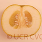 Kao Pan Pummelo Budwood citrus plant material online shopping