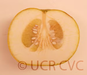 Kao Pan Pummelo Budwood citrus plant material online shopping
