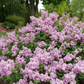 Bloomerang Purpink® Lilac