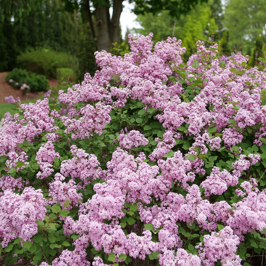Bloomerang Purpink® Lilac