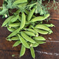 Sugar Lace II Snap Pea
