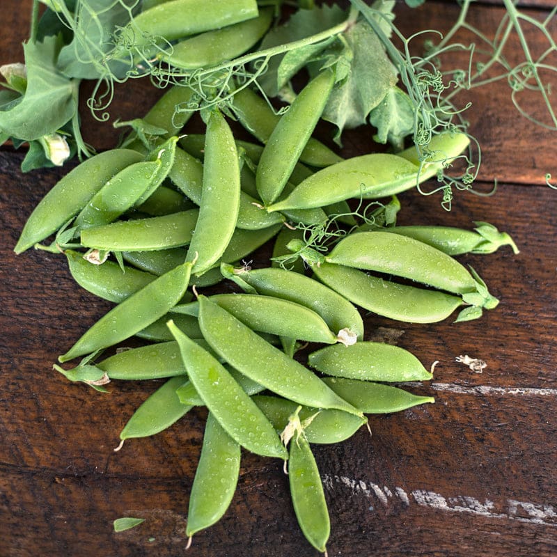 Sugar Lace II Snap Pea