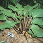 Red Sox Hosta Plants online shopping