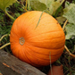 Jack of All Trades F1 Pumpkin Seeds online shopping