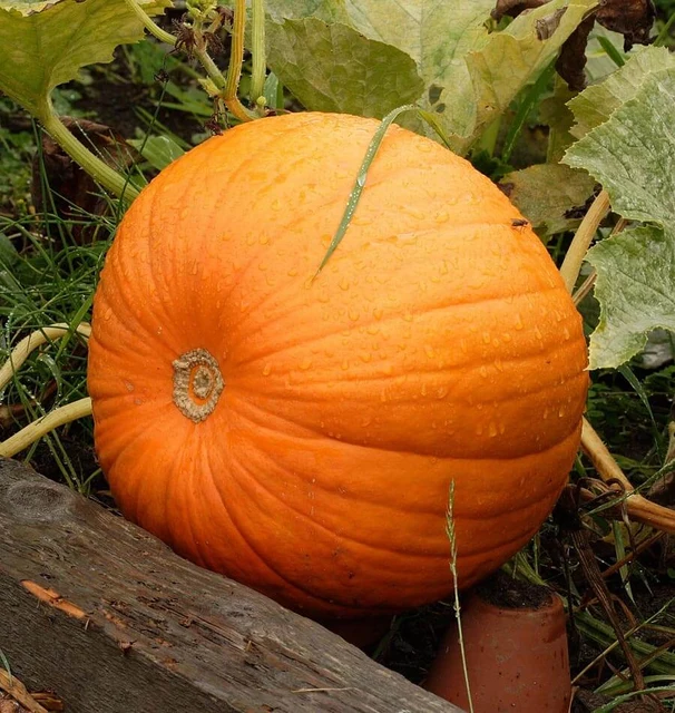 Jack of All Trades F1 Pumpkin Seeds online shopping