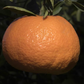Ugli Tangelo Mandarin Budwood citrus plant material online shopping