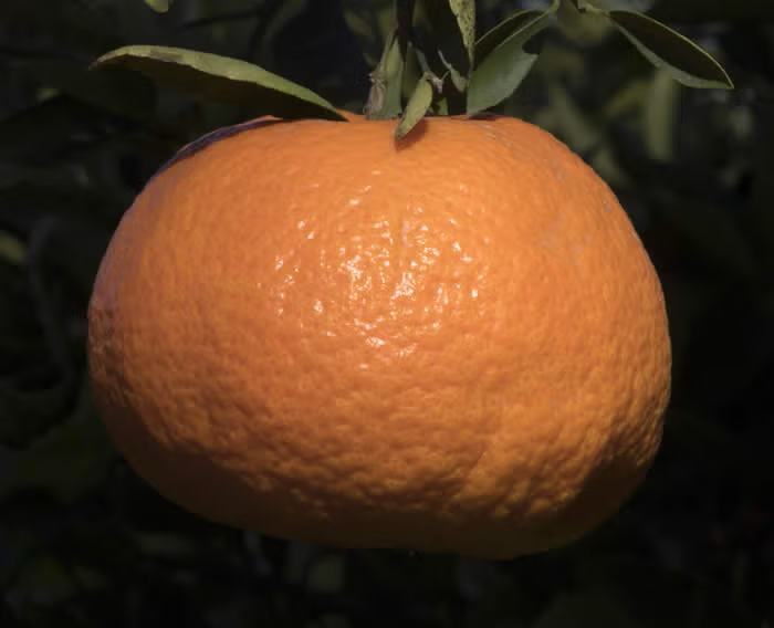 Ugli Tangelo Mandarin Budwood citrus plant material online shopping