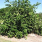 Nine Pounder Lemon Budwood citrus plant material online shopping