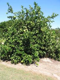 Nine Pounder Lemon Budwood citrus plant material online shopping