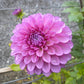 Ted’s Choice Dahlia