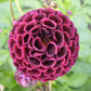 Crossfield Ebony Dahlia