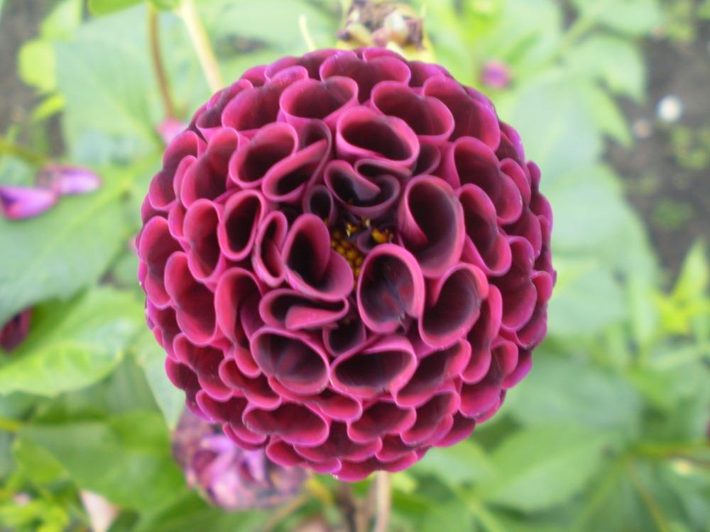 Crossfield Ebony Dahlia