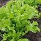 Green Curled Endive Chicory