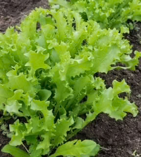 Green Curled Endive Chicory