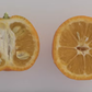 Chinotto Sour Orange Budwood citrus plant material online shopping