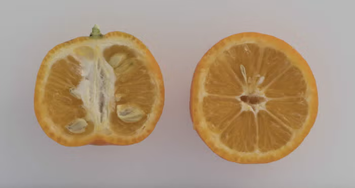 Chinotto Sour Orange Budwood citrus plant material online shopping