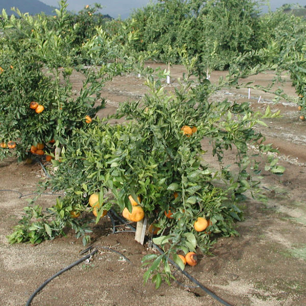 Miyagawa Satsuma Mandarin Budwood citrus plant material online shopping