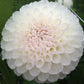 L’Ancresse Dahlia