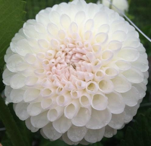 L’Ancresse Dahlia