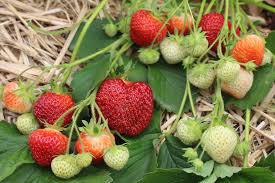 Brunswick Mid Season Strawberry
