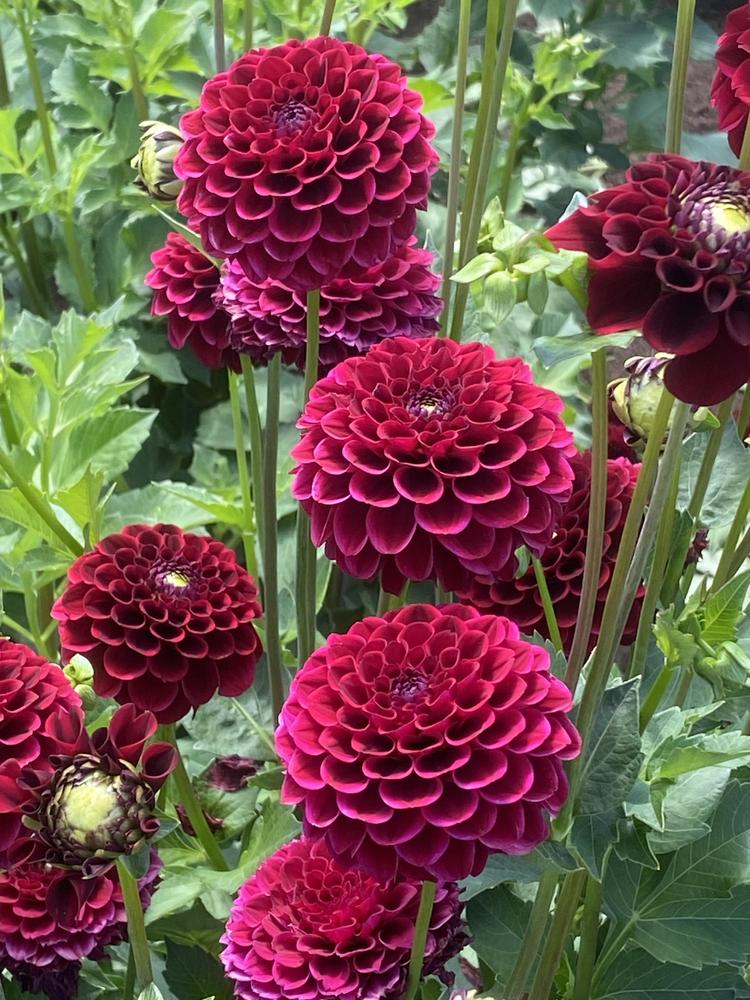 Spooktacular Dahlia
