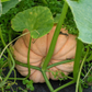 Moranga Pumpkin