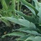 Kempen Sky High Hosta Plants online shopping