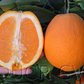 Barnfield Navel Orange Budwood citrus plant material online shopping