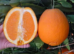 Barnfield Navel Orange Budwood citrus plant material online shopping