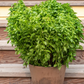 Emerald Tower Basil seeds online shopping