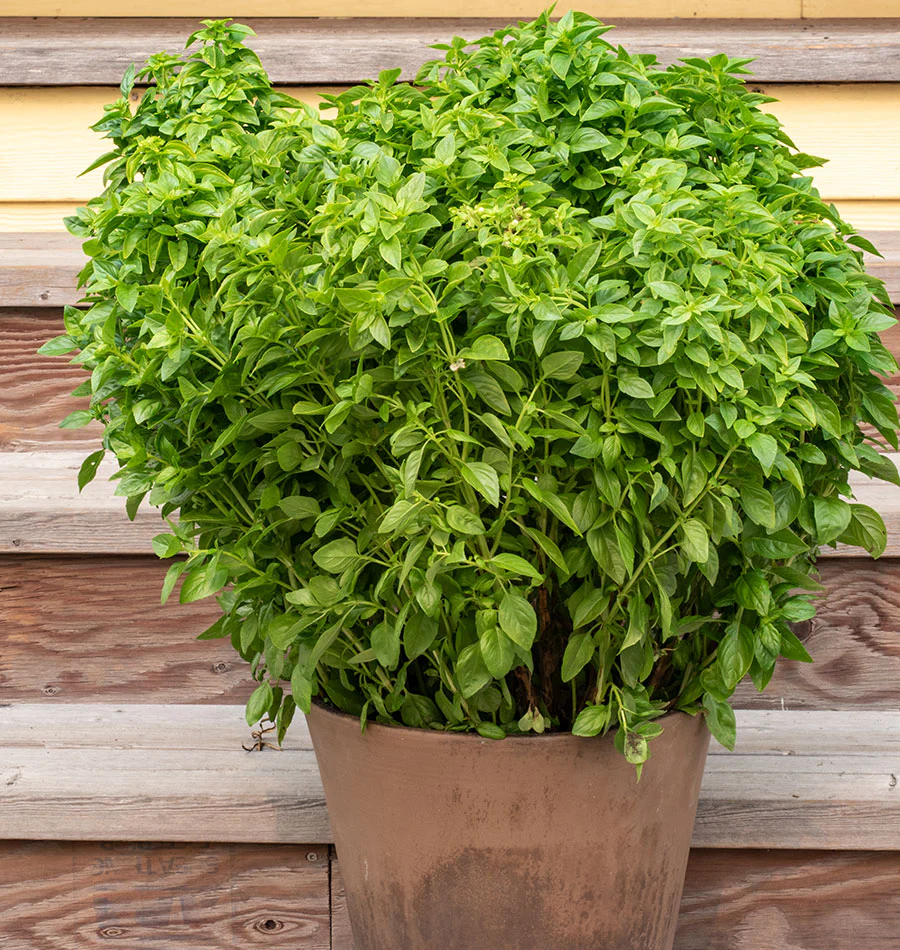 Emerald Tower Basil seeds online shopping