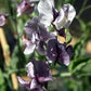 Nimbus Sweet Pea seeds online shopping