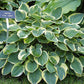 Lakeside Legal Tender Hosta Plants online shopping