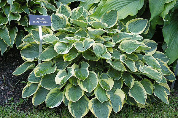 Lakeside Legal Tender Hosta Plants online shopping
