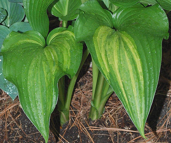 The Shire Hosta Plants online shopping