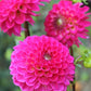 Fatima Dahlia Plants online shopping