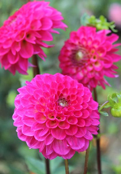 Fatima Dahlia Plants online shopping