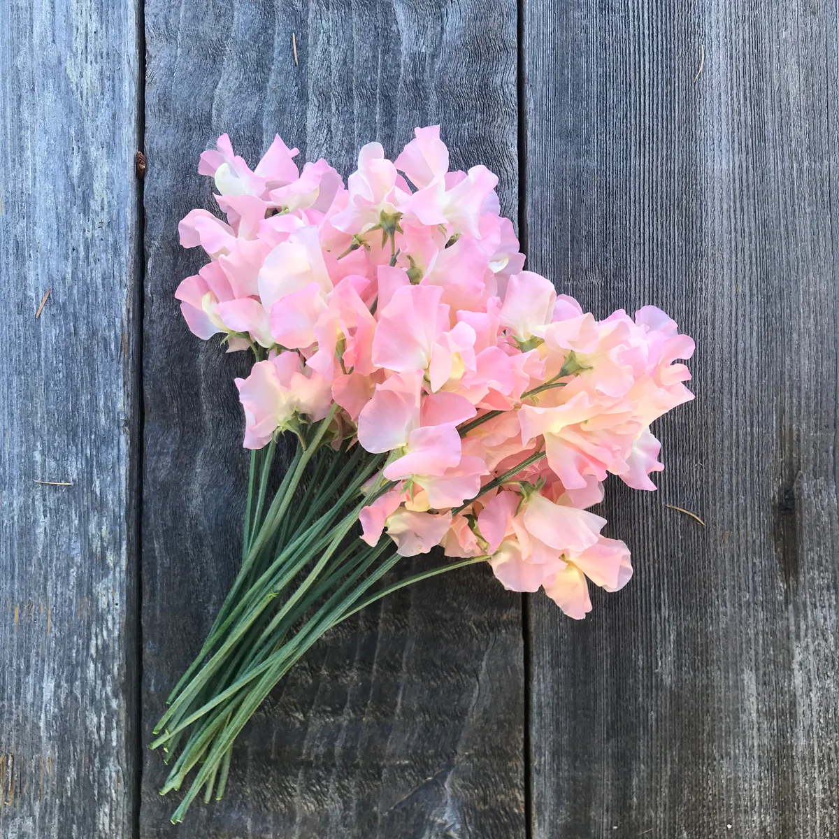Gilly Norah Sweet Pea seeds online shopping