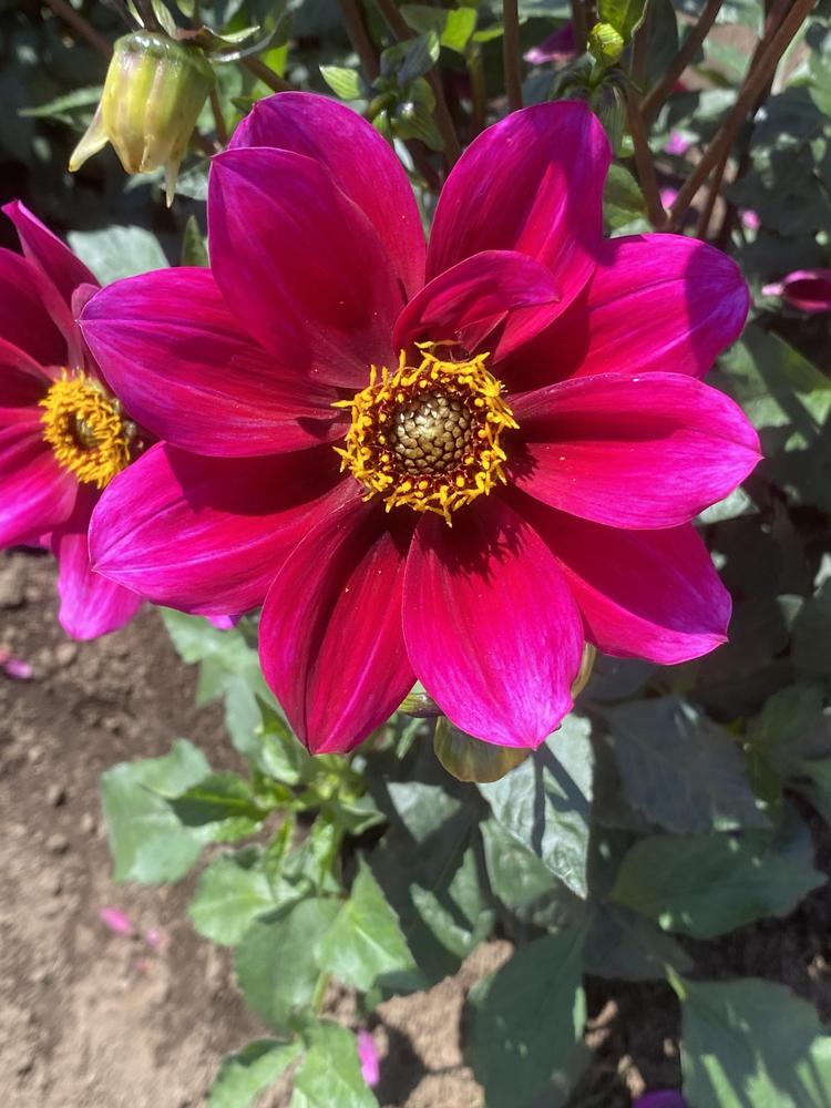 Hula Dahlia