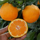 Selma Satsuma Mandarin Budwood citrus plant material online shopping