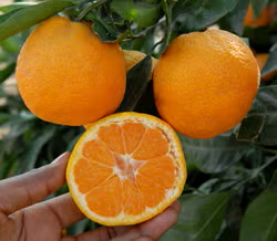 Selma Satsuma Mandarin Budwood citrus plant material online shopping