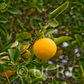 C-35 Citrange Trifoliate Hybrid Budwood citrus plant material online shopping