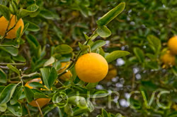 C-35 Citrange Trifoliate Hybrid Budwood citrus plant material online shopping